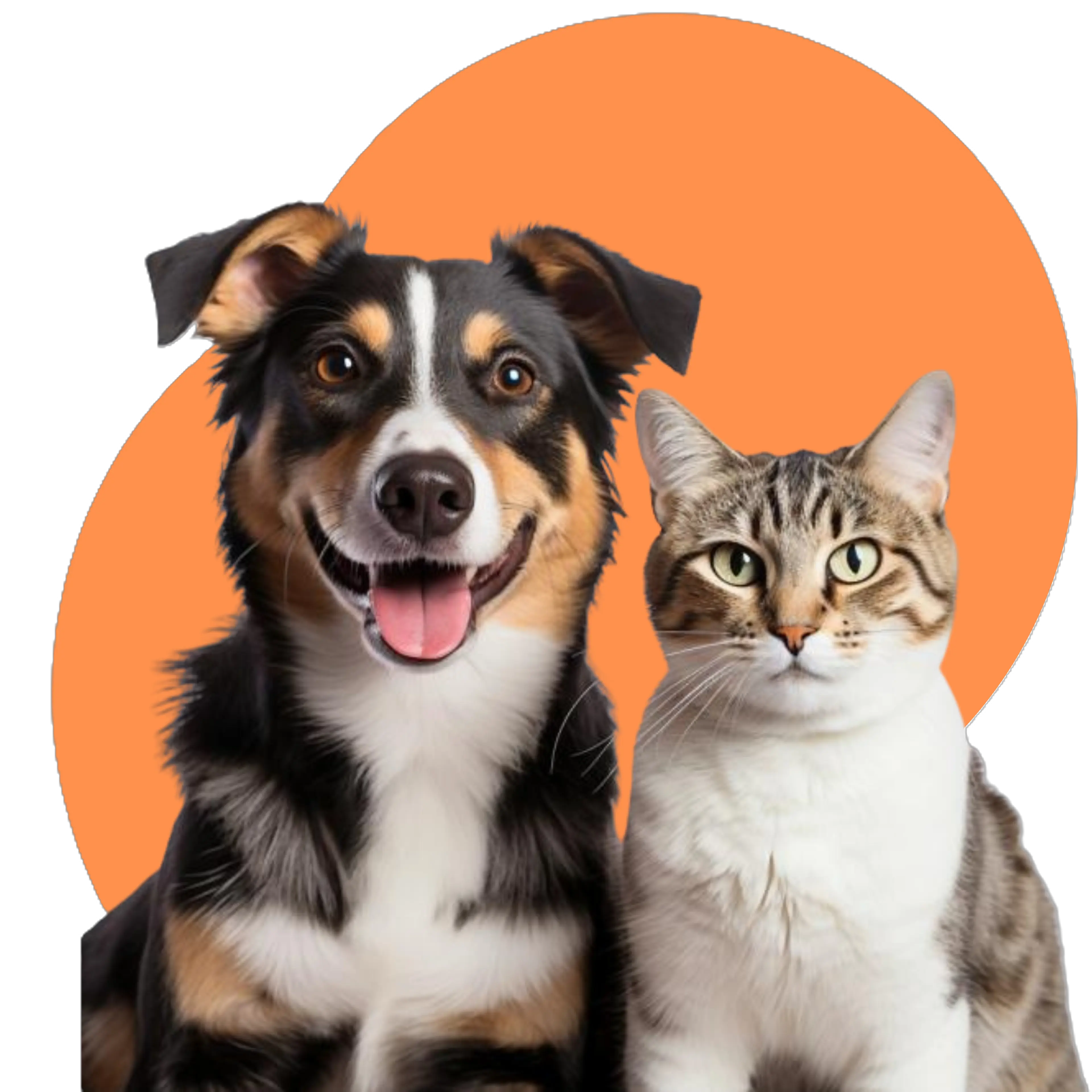 foto gato e cachorro